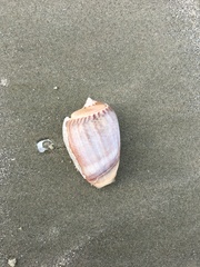 Olivancillaria urceus