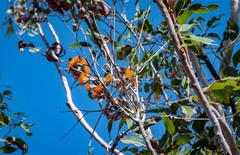 Eucalyptus miniata