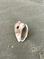 Olivancillaria urceus