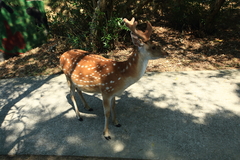 Cervus nippon taiouanus