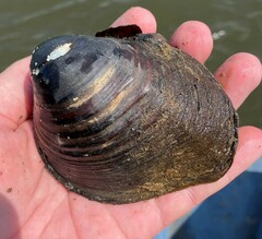 Reginaia ebenus