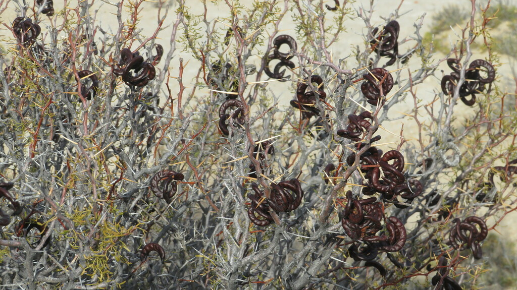 Prosopis denudans Benth. 2