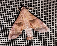 Perigonia lusca
