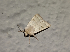 Dichagyris variabilis