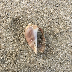 Olivancillaria urceus