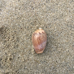 Olivancillaria urceus