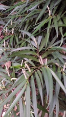 Piper linearifolium