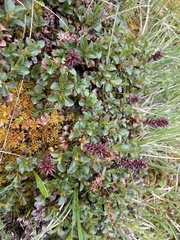 Salix tschuktschorum