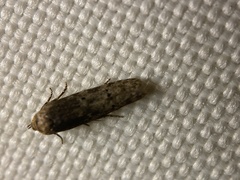 Holcocera