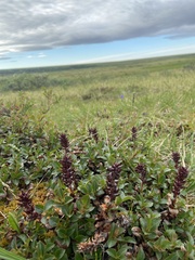 Salix tschuktschorum