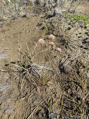 Armeria maritima sibirica