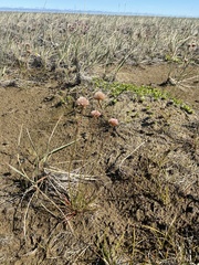 Armeria maritima sibirica