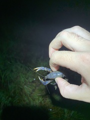 Procambarus truculentus