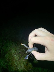Procambarus truculentus