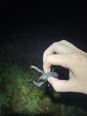 Procambarus truculentus