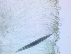 Geoglossum difforme