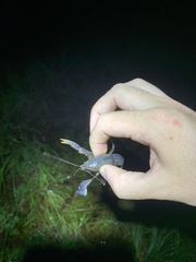 Procambarus truculentus