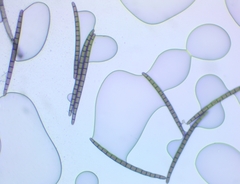Geoglossum difforme