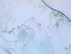Geoglossum difforme