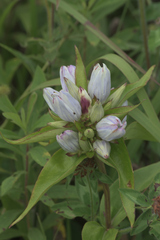 Gentiana × pallidocyanea