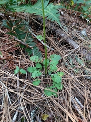 Packera bolanderi bolanderi