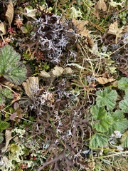 Masonhalea richardsonii