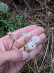 Packera bolanderi bolanderi