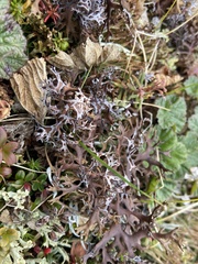 Masonhalea richardsonii