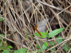 Orthetrum chrysis