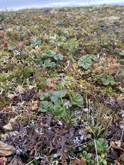 Masonhalea richardsonii