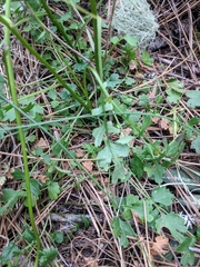 Packera bolanderi bolanderi