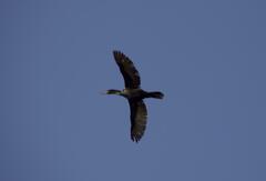 Nannopterum brasilianum