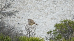 Ochetorhynchus phoenicurus