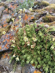 Saxifraga bronchialis funstonii