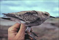 Charadrius veredus