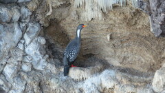 Poikilocarbo gaimardi