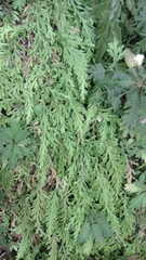 Selaginella sertata