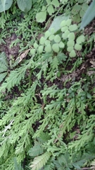 Selaginella sertata