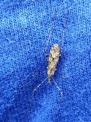Amphineurus