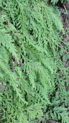 Selaginella sertata