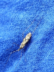 Amphineurus