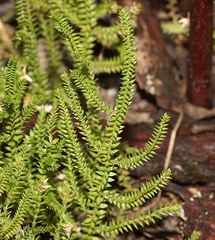 Selaginella uliginosa