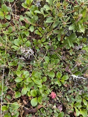 Masonhalea richardsonii