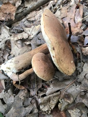 Tylopilus badiceps