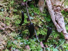Geoglossum difforme