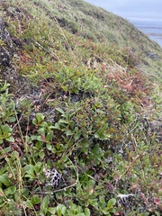 Masonhalea richardsonii