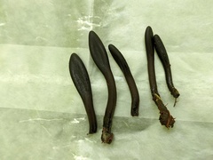 Geoglossum difforme
