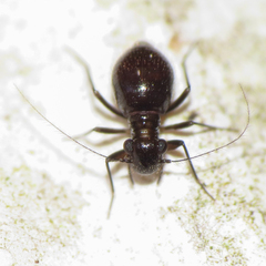 Bertkauia crosbyana