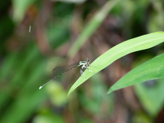 Pseudocopera ciliata