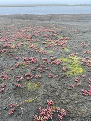 Suaeda arctica